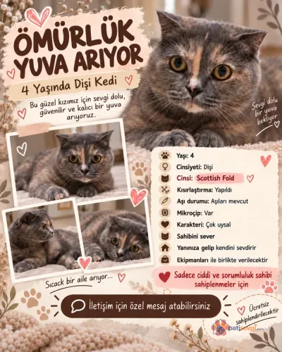 Scottish Fold dişi kedi yeni yuvasını arıyor - Bursa Gemlik Ücretsiz Kediler Sahiplendirme Scottish Fold