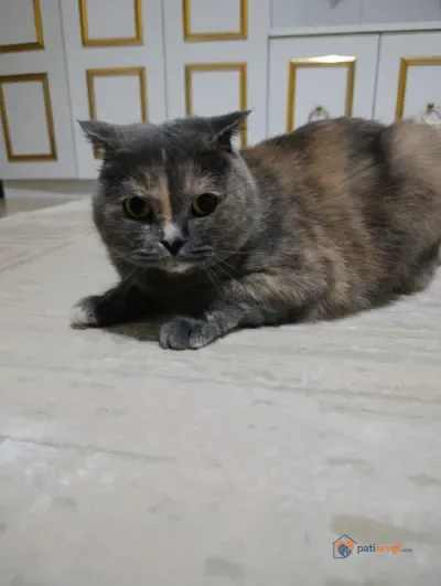 Scottish Fold dişi kedi yeni yuvasını arıyor - fotoğraf 2