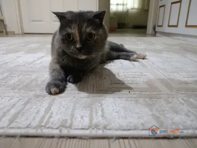 Scottish Fold dişi kedi yeni yuvasını arıyor - fotoğraf 3