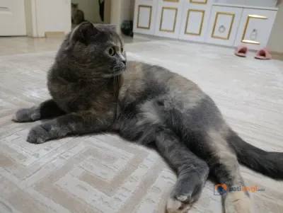 Scottish Fold dişi kedi yeni yuvasını arıyor - fotoğraf 4