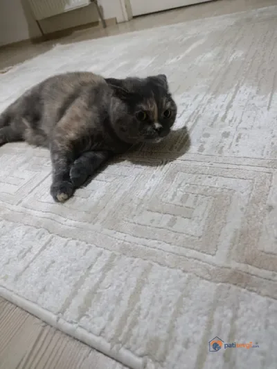 Scottish Fold dişi kedi yeni yuvasını arıyor - fotoğraf 5