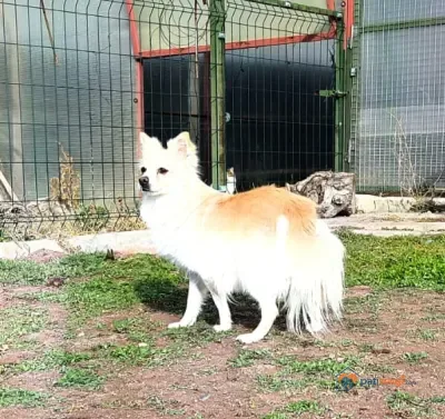Meraklı ve ponçik bir Spizt için yeni bir yuva arıyorum. - Eskişehir Tepebaşı Ücretsiz Köpekler Sahiplendirme Spitz