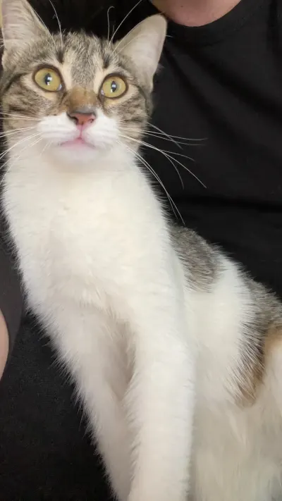 2 yaşında tekir - İstanbul Kağıthane Ücretsiz Kediler Sahiplendirme Tekir