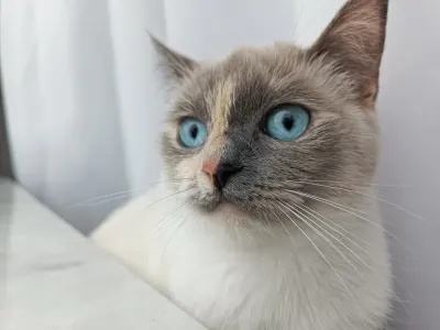 3 yaşında british shorthair kedi sahiplendirme - İstanbul Çatalca Ücretsiz Kediler Sahiplendirme british shorthair