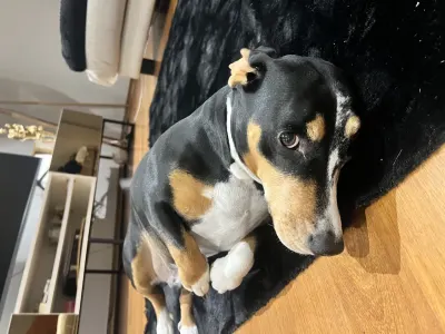 6 yaşında erkek beagle yuva lazım - İstanbul Büyükçekmece Ücretsiz Köpekler Sahiplendirme Beagle/melez