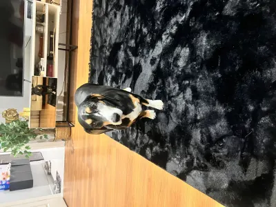 6 yaşında erkek beagle yuva lazım - fotoğraf 2
