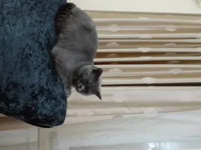 british shorthair sakin kedim - İstanbul Ücretsiz Kediler Sahiplendirme british shorthair