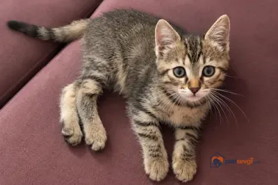 Kedi yavru - İstanbul Başakşehir Ücretsiz Kediler Sahiplendirme Melez