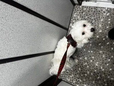Maltese Terrier - İstanbul Şişli Ücretsiz Köpekler Sahiplendirme Maltese Terrier