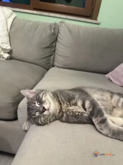 Üç aylık oyuncu kediye yuva arıyoruz - İstanbul Eyüpsultan Ücretsiz Kediler Sahiplendirme British Shorthair