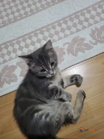 Üç aylık oyuncu kediye yuva arıyoruz - fotoğraf 3