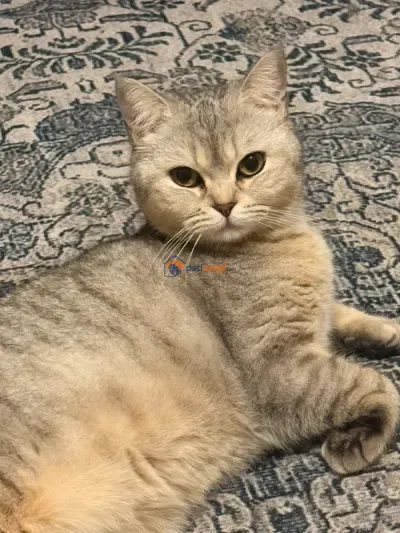 Ücretsiz British Shorthair Dişi Kedi Sahiplendirilecektir - İstanbul Kağıthane Ücretsiz Kediler Sahiplendirme British Shorthair