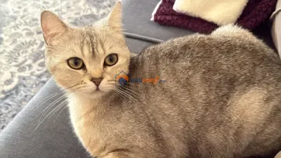 Ücretsiz British Shorthair Dişi Kedi Sahiplendirilecektir - fotoğraf 2
