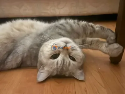 Ücretsiz British Shorthair Dişi Kedi Sahiplendirilecektir - fotoğraf 3