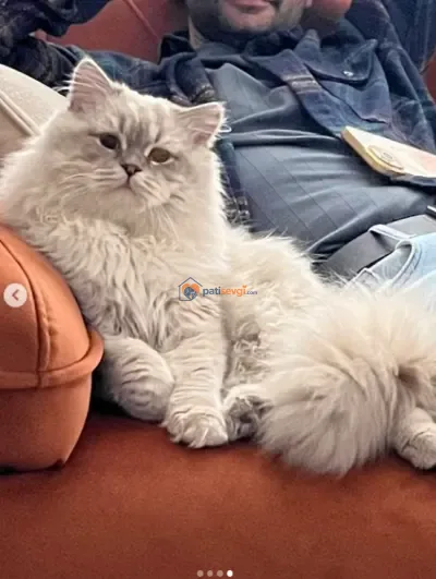 Acil yuva arıyorum - fotoğraf 4