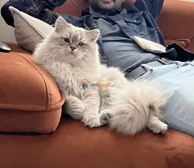Acil yuva arıyorum - fotoğraf 4