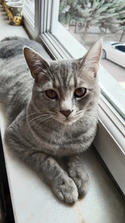 6 Aylık melez kedi - Konya Karatay Ücretsiz Kediler Sahiplendirme British Shorthair ve Tekir karışımı