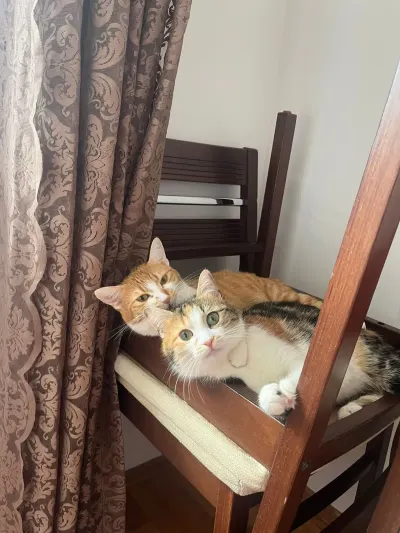1 buçuk yasında tekir acil yuva aranıyor - fotoğraf 6