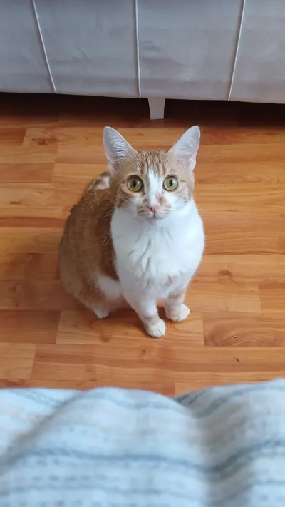 1 buçuk yaşında tekir kedi acil yuva arıyorum - Tokat Merkez Ücretsiz Kediler Sahiplendirme Tekir