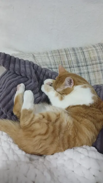 1 buçuk yaşında tekir kedi acil yuva arıyorum - fotoğraf 2