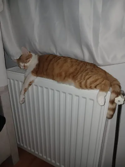 1 buçuk yaşında tekir kedi acil yuva arıyorum - fotoğraf 3