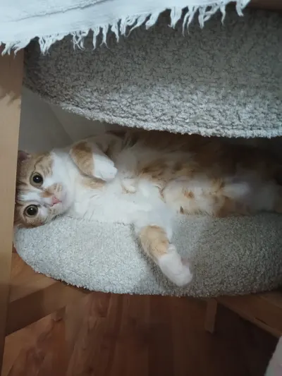 1 buçuk yaşında tekir kedi acil yuva arıyorum - fotoğraf 4