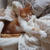 1 buçuk yaşında tekir kedi acil yuva arıyorum - fotoğraf 5