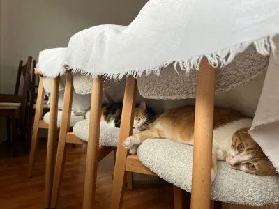 1 buçuk yaşında tekir kedi acil yuva arıyorum - fotoğraf 6