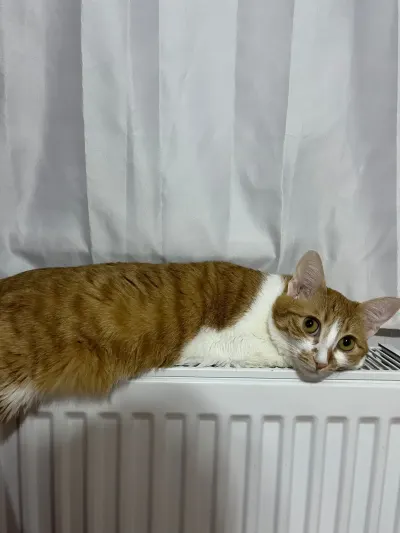 1 buçuk yaşında tekir kedi acil yuva arıyorum - fotoğraf 7