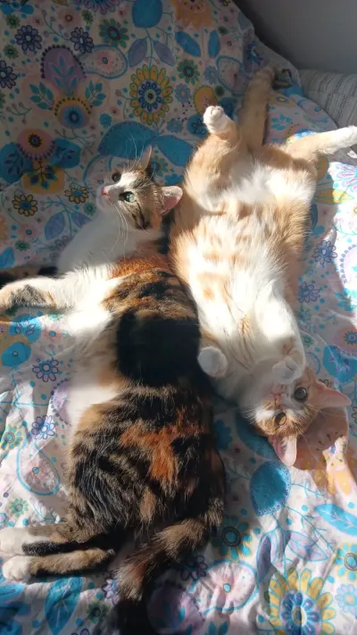 1 buçuk yaşında tekir kedi acil yuva arıyorum - fotoğraf 8
